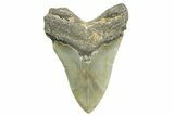 Serrated, Fossil Megalodon Tooth - North Carolina #365972-2